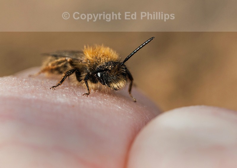 Andrena clarkella (m)