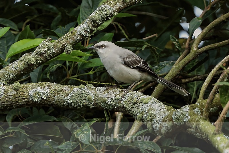 Tropical Mockingbird, Boquete, Panama - Tropical Mockingbird