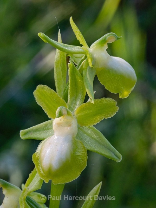 Gargano Ophrys (lacking anthocyanin pigments...apochromic) Ophrys sphegodes ssp passionis.. also O. garganica, O. passionis - Gargano - Wild Orchids