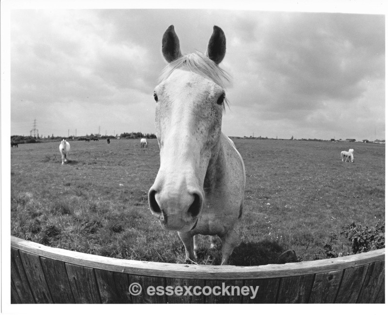  - Local residents of the hairy kind Benfleet and Essex