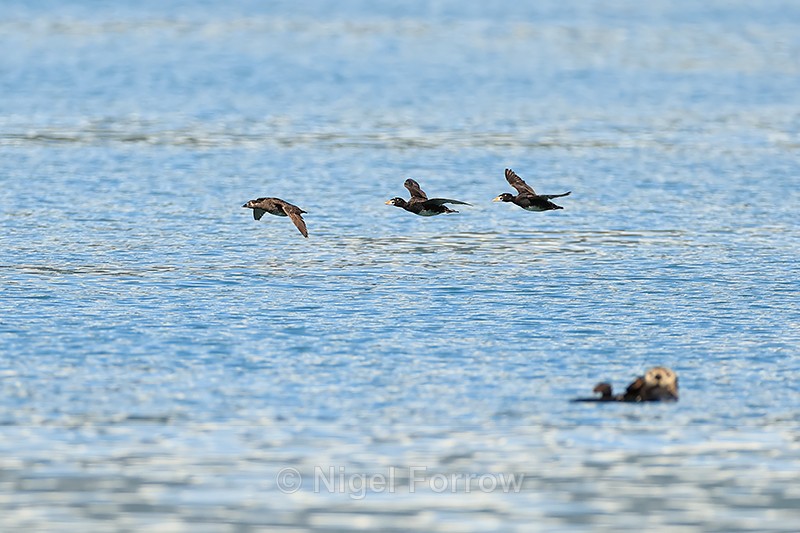 Three Surf Scoters flying past Sea Otter, Harriman Fiord, Alaska - Surf Scoter