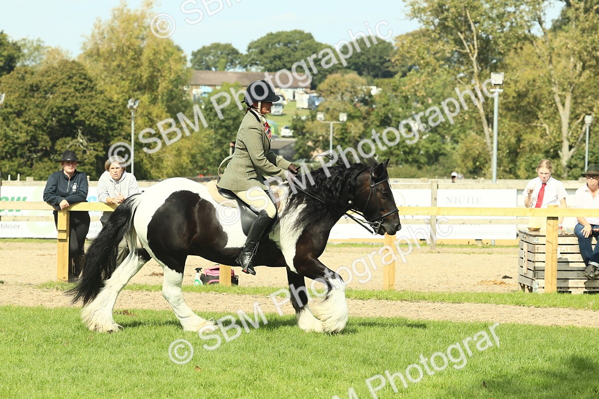 SBM_67579 - S56 - Coloured Pony Ridden