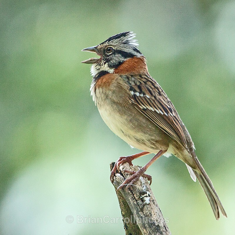 IMG_4238 Rufous collared Sparrow, Costa Rica - Costa Rican Wildlife