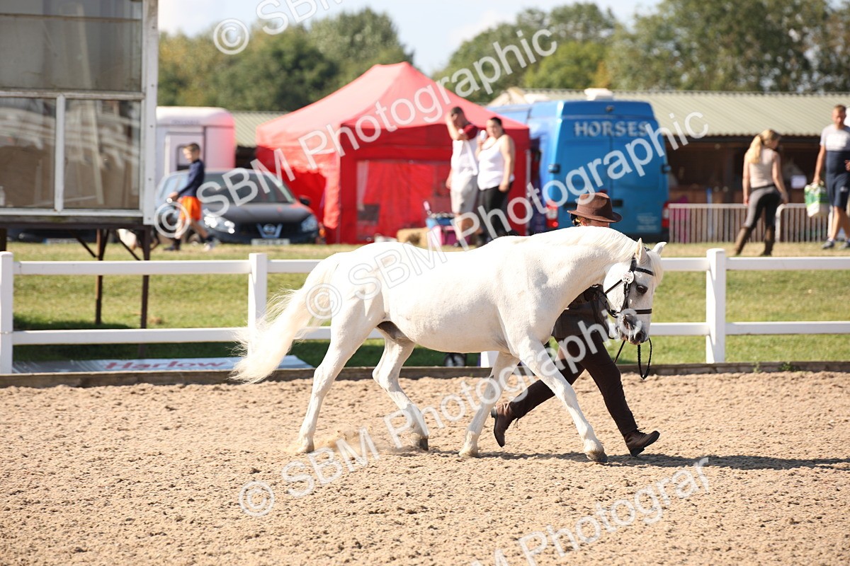 SBM_02710 - Class 16 IH M&M Wildcard