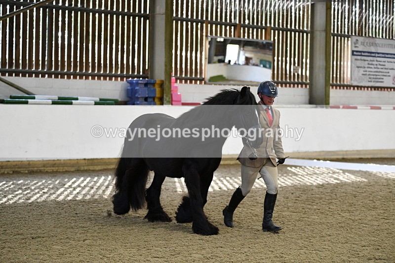 WJ5_4255 - Class 6 In hand M&M - Large Breeds