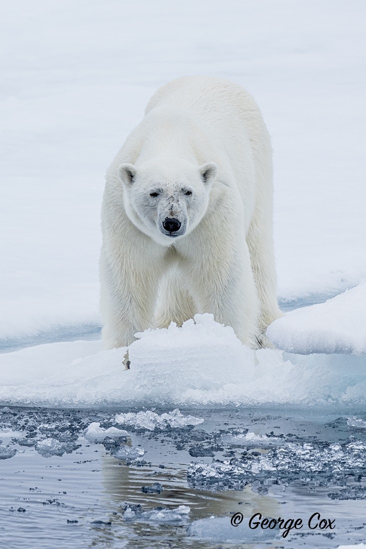 Polar Bear 2 - Svalbard - Realm of the Polar Bear