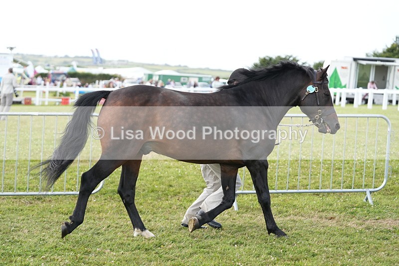 DSC05698 - Class 51: NPS M&M 4 years and over Large Breeds