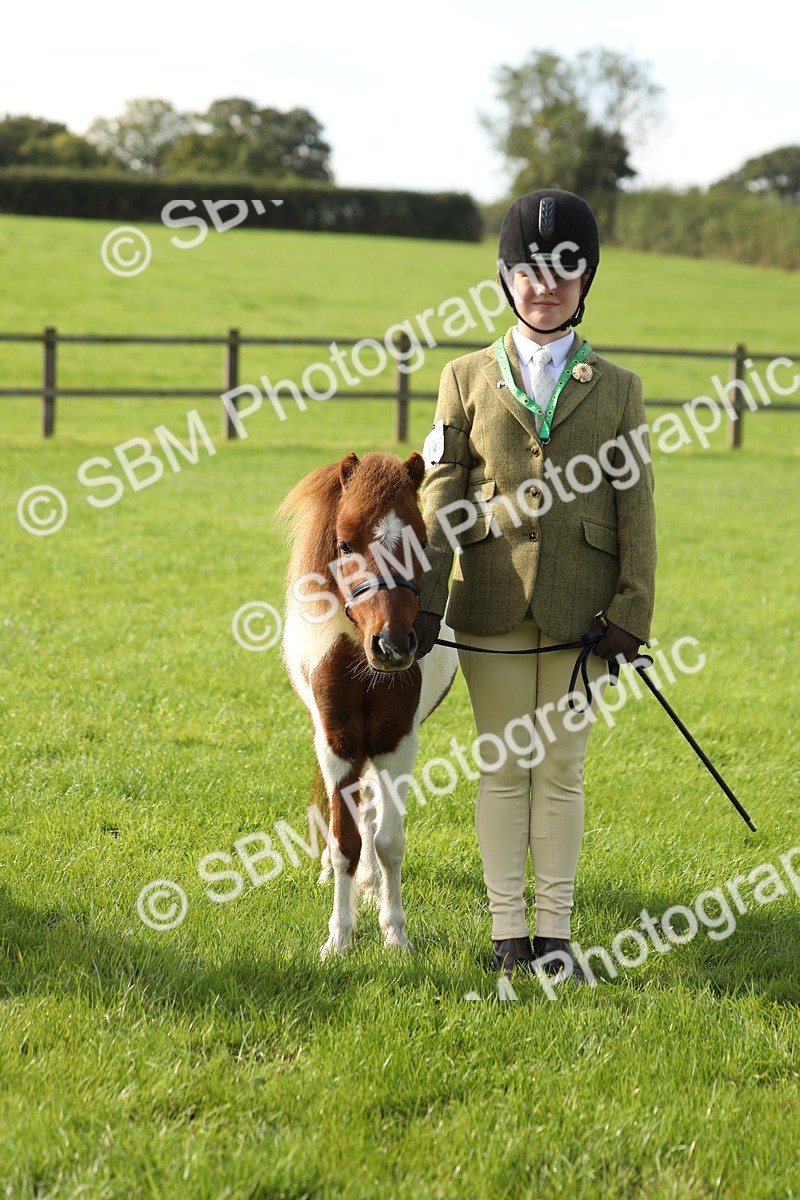 SBM_60986 - S43 - Coloured Pony In Hand