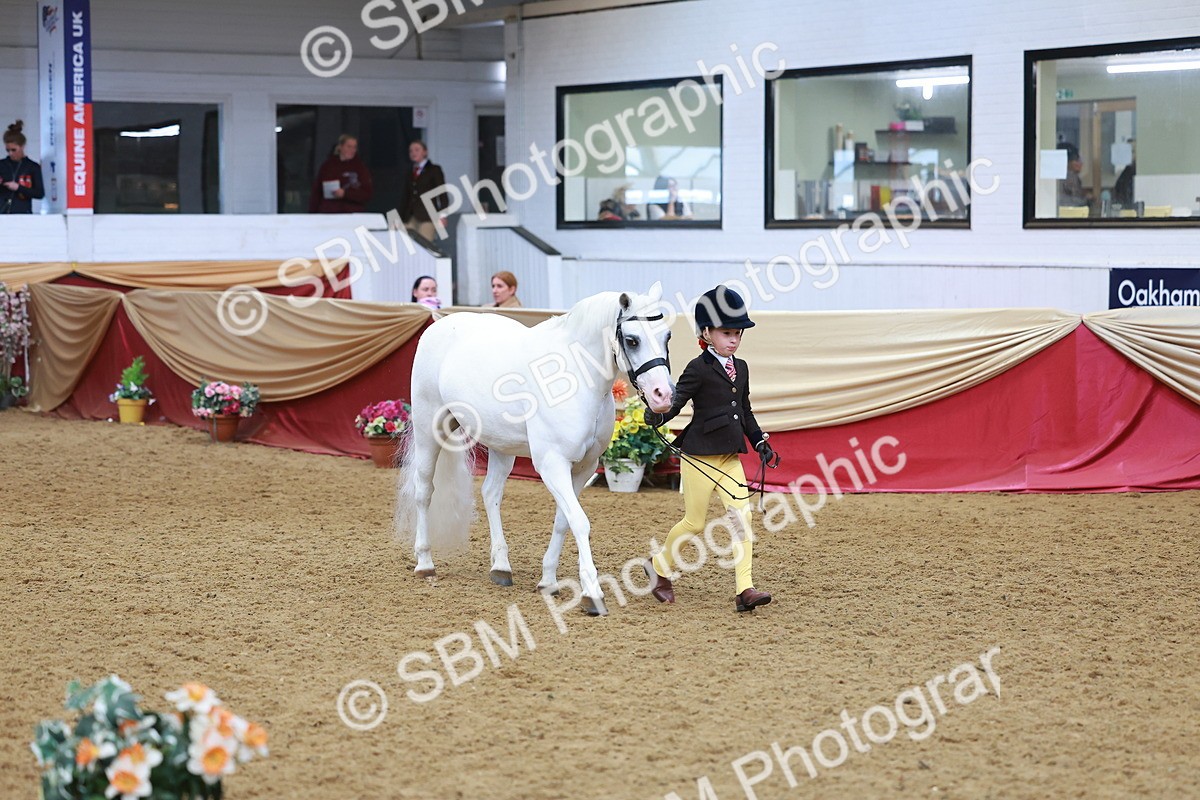 SBM_10729 - Class 103 - HOYS Veteran Qualifier - Ridden Pre Vet