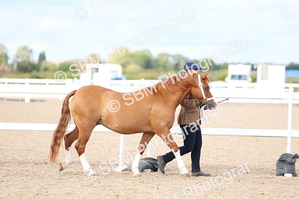 SBM_18680 - Class 317 - IH Pure Bred Horse-Pony