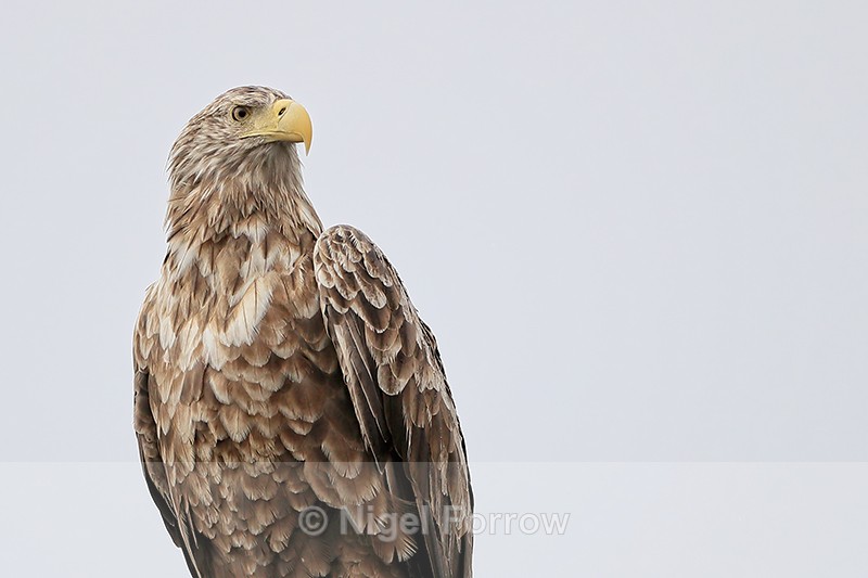 Sea Eagle, close view - Flatanger, Norway - White-tailed Sea-Eagle