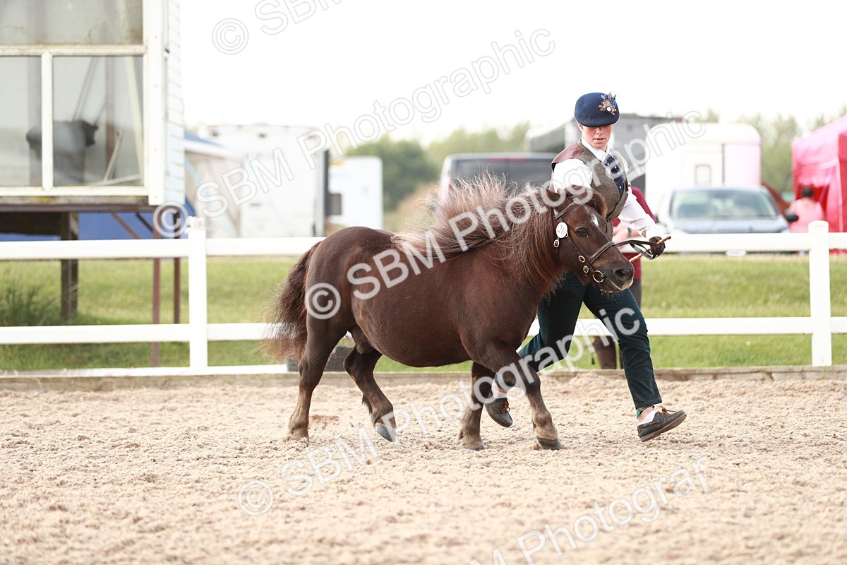 SBM_11776 - Class 206 IH Non Show Type Pony