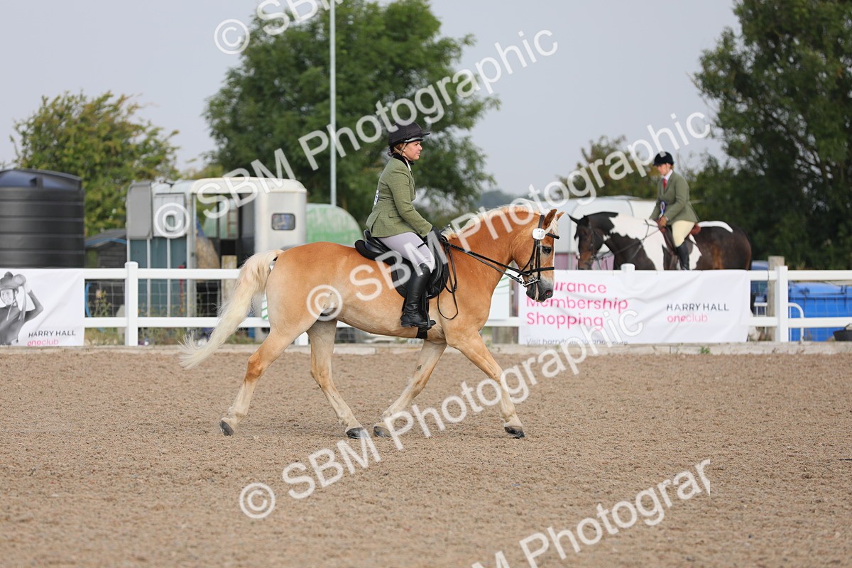 SBM_10658 - Class 303 Ridden Pure Bred Horse/Pony (excl M&M)