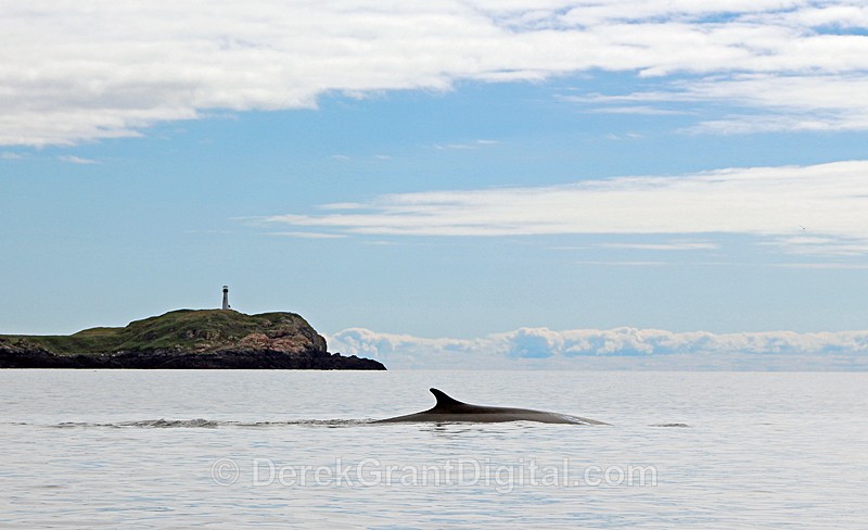 Fin Whale @ Southwest Wolf Island Solar Light Beacon - Whales / Sea Mammals