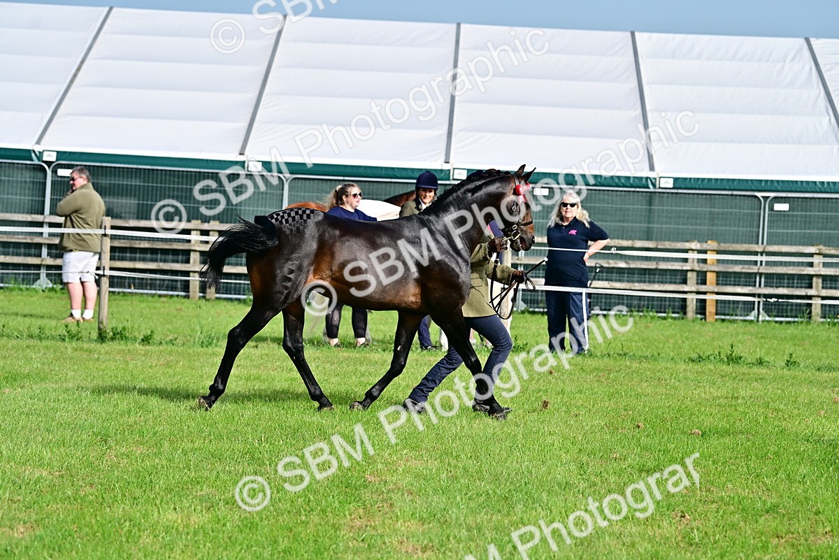 SBM_00951 - Class 46-49 - Arab and Part Bed-Anglo Arab In Hand