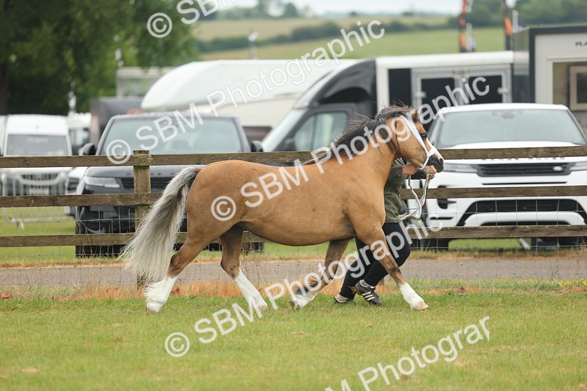 SBM_01464 - Class 50-57 - M&M Welsh Pony In Hand