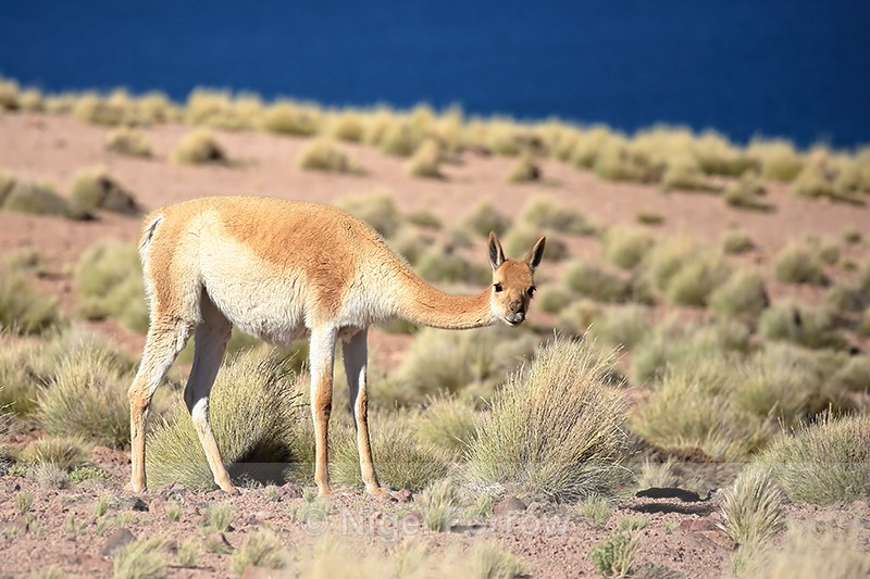 Adult Vicuna looks up from feeding, Laguna Miscanti, Chile - Vicuna