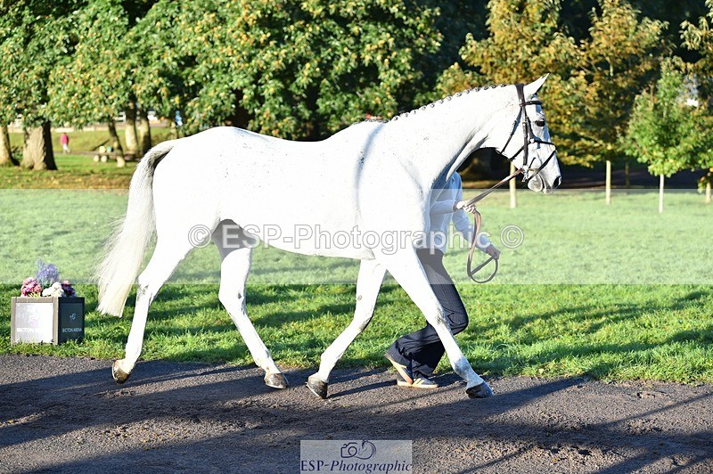 231022-085728-21469 - 646-SKIPTOTHEGOODBIT-Sophia.Mcdonald-TrotUp+SJ