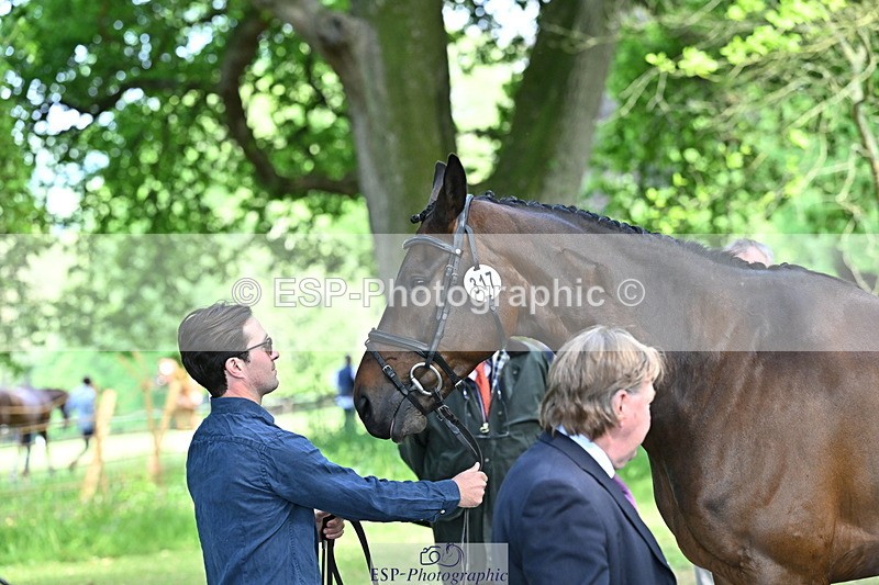250521A-153407-00597 - B-317-Rupert.Batting-COOMBELAND.TALISMAN