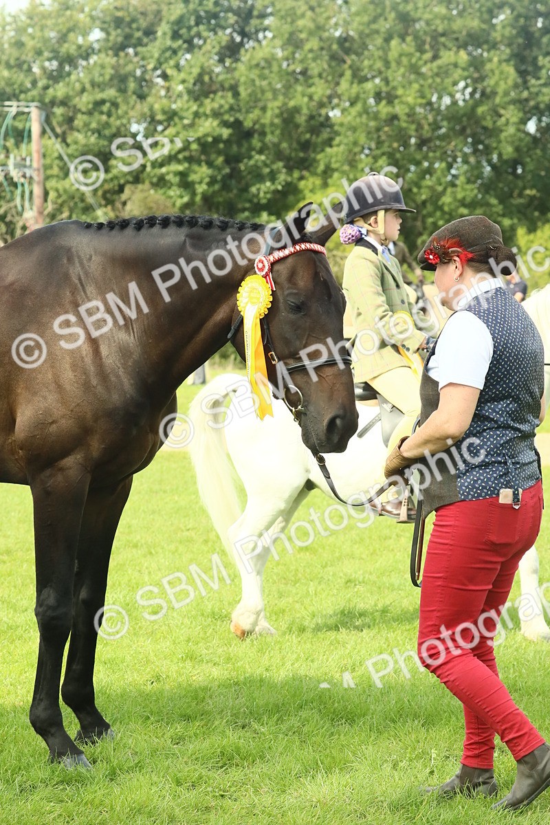 SBM_66801 - S34 - Rehabilitated Rescue Horse & Pony In Hand & Ridden