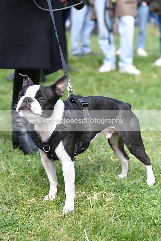 WJ5_0587 - Class 7 Best Terrier