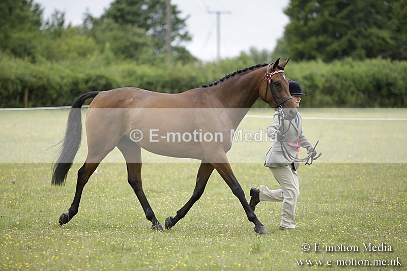 BVR160717-1103 - In Hand Championship 16/07/17