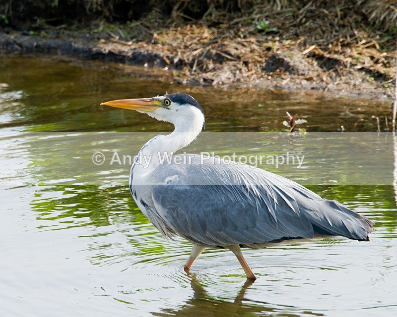 20110422-IMG_4566 - Grey Heron