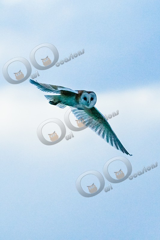 barn owl tyto alba-0002 - Owls of the World