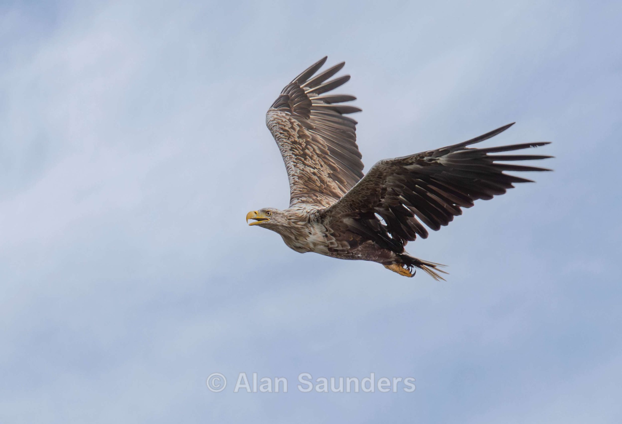 White Tailed Eagle 120
