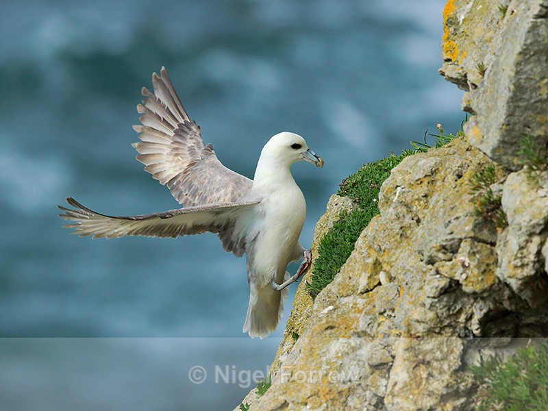 Fulmar attempting to land on a cliff ledge at Durlston - Fulmar