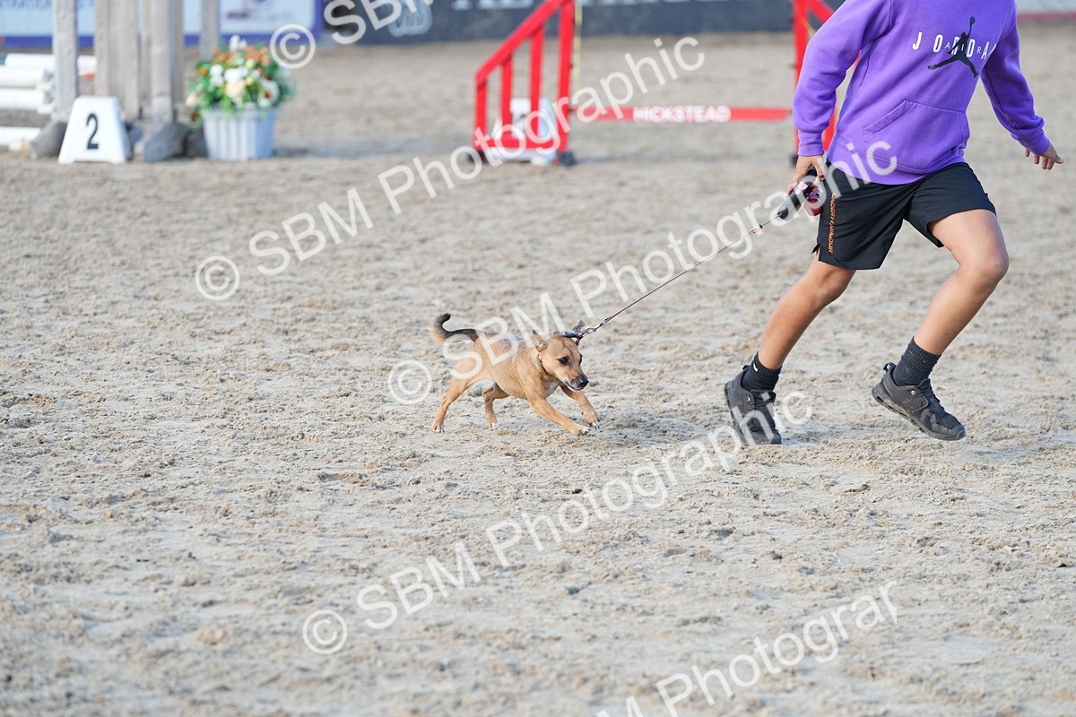 SBM_29098 - J43 - Horse & Hound Open 50cm