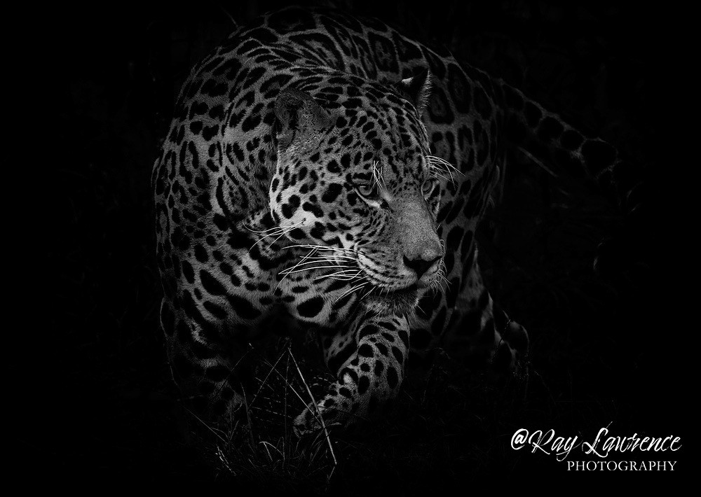 Jaguar - Monochrome Zoo
