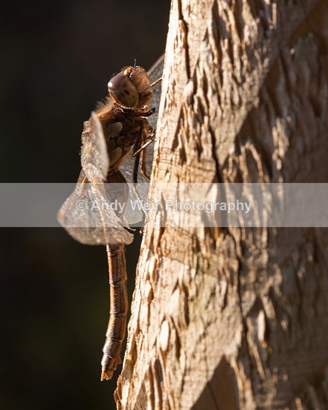 20111106-_MG_7402-2 - Dragonflies & Damselflies