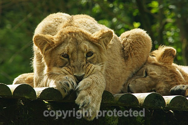 Asiatic lion cub being shy (Cotswold Wildlife Park) - Asiatic Lions