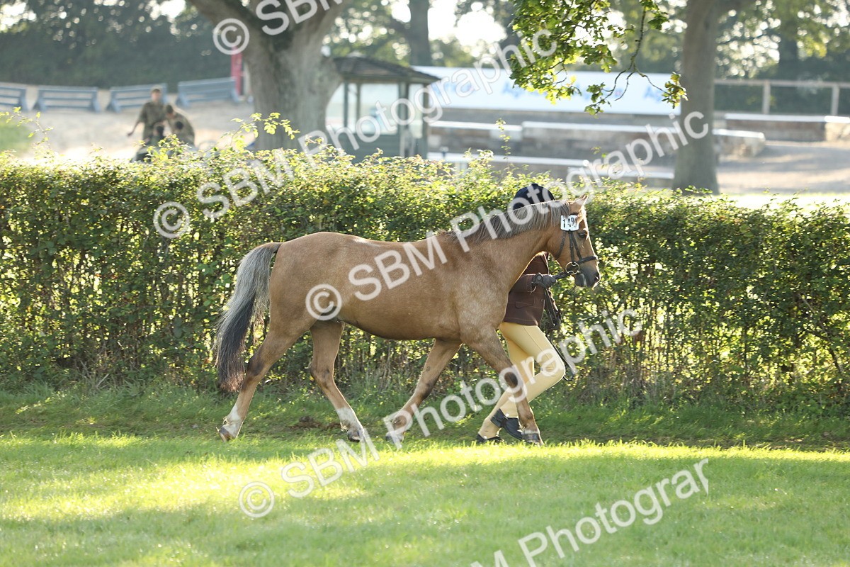 SBM_60825 - S43 - Coloured Pony In Hand
