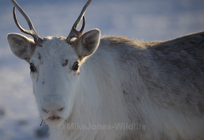 Reindeer, Northern Finland - FINLAND & SWEDEN LANDSCAPES