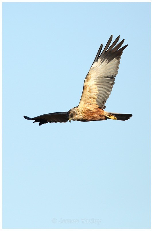 Marsh Harrier - River Scrape & Lake