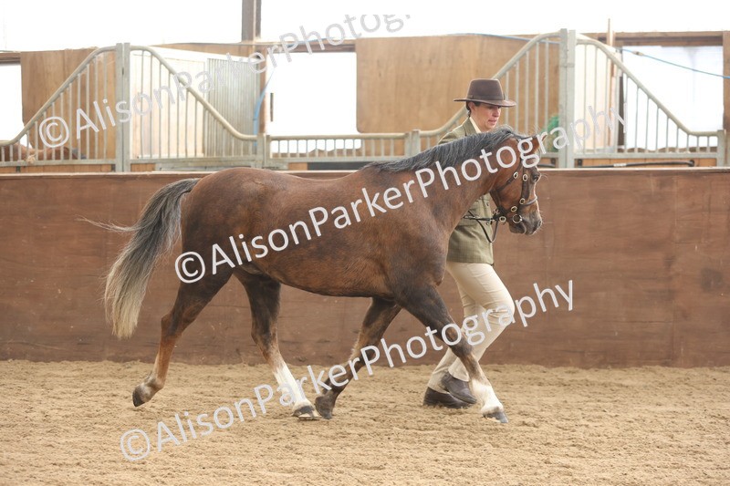 20251109-0614 - Class 22 - Geldings 4 Years and over