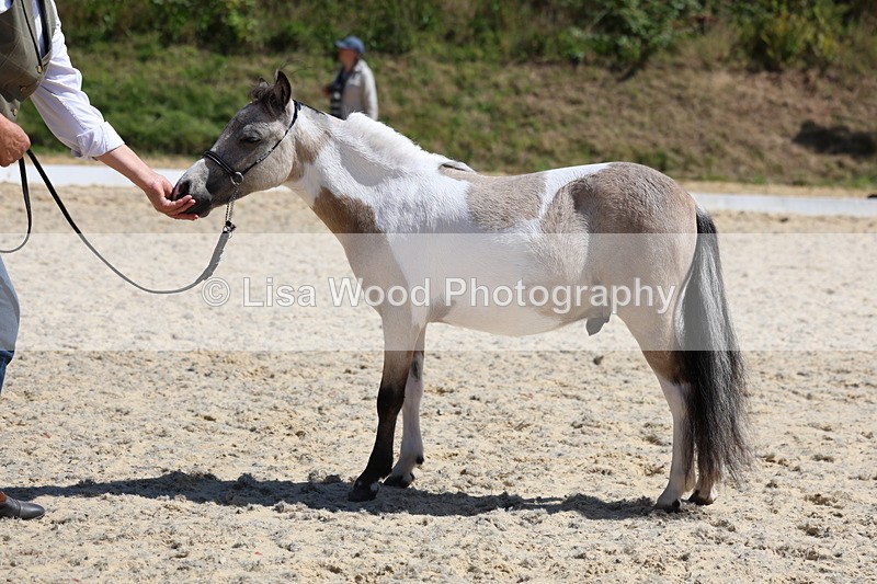 3E7A9474 - Class 30: Mnititature Horse