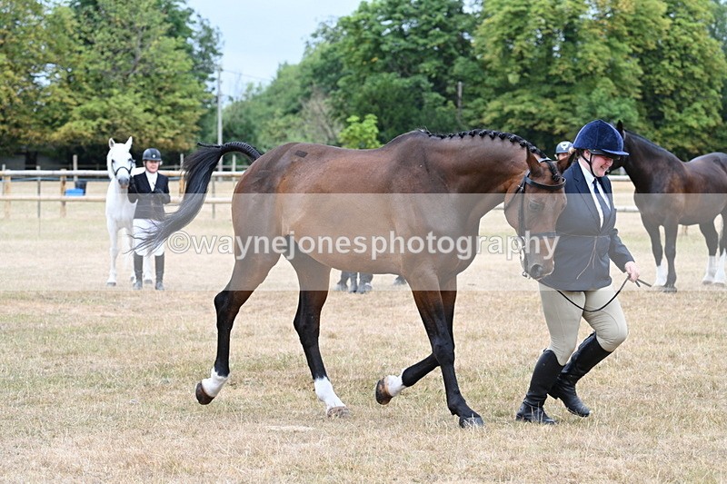 WJ7_9889 - Class 5a Most Handsome Gelding (above 14.2hh)