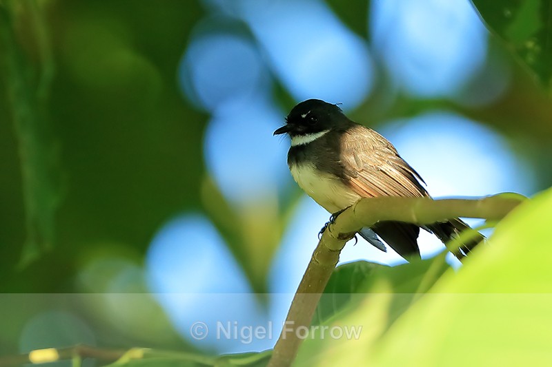Sunda Pied Fantail, Mekong Delta, Vietnam - Sunda Pied Fantail