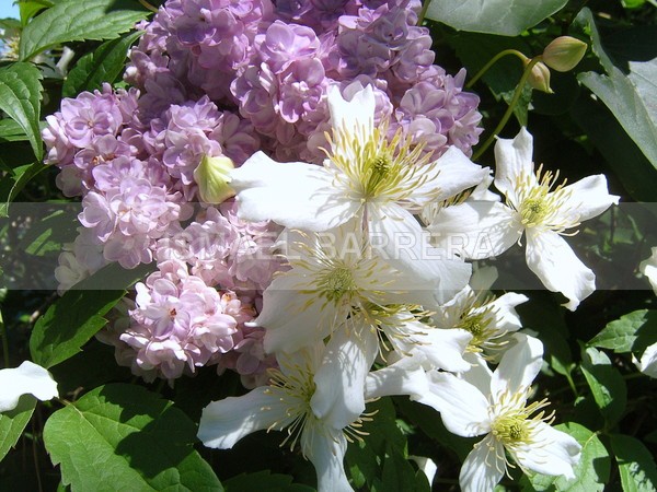 NEIGHTBORS - FLORAL