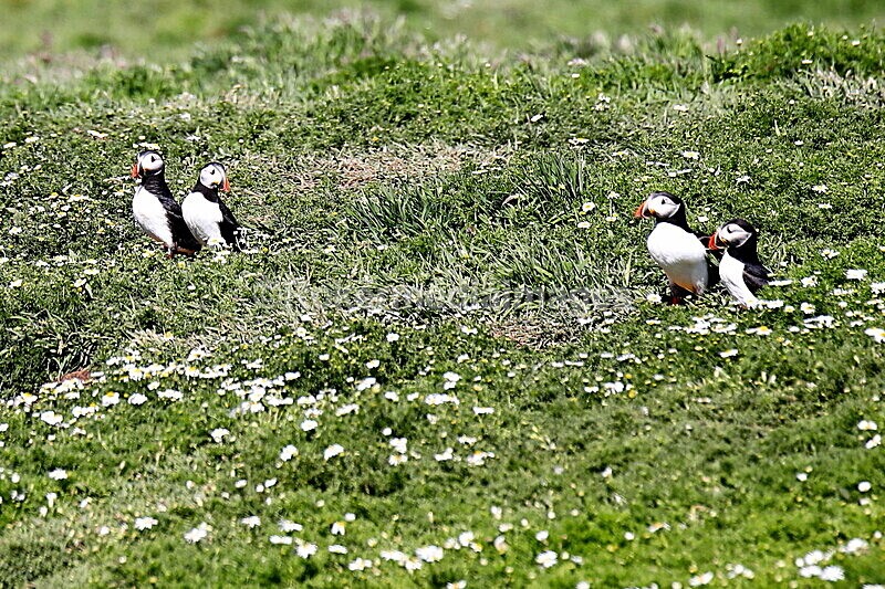 _56A7020 - Skomer 2019