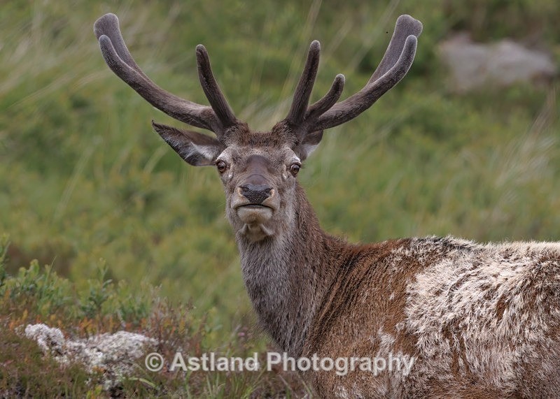 Red Deer - Latest Images