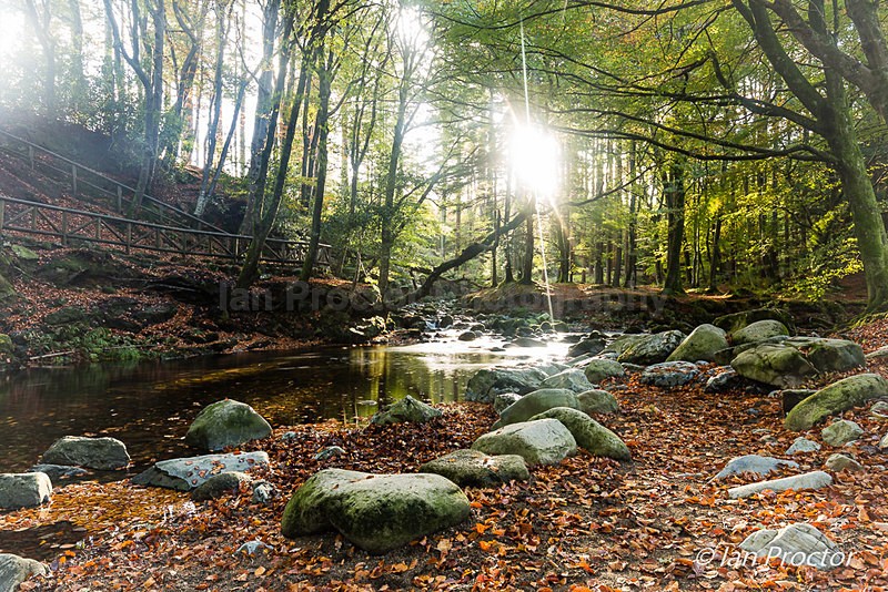 Autumn at Tollymore - Piercing Light through the Forest - Autumn