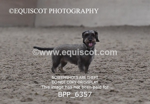 BPP_6357 - CARLA DOGS