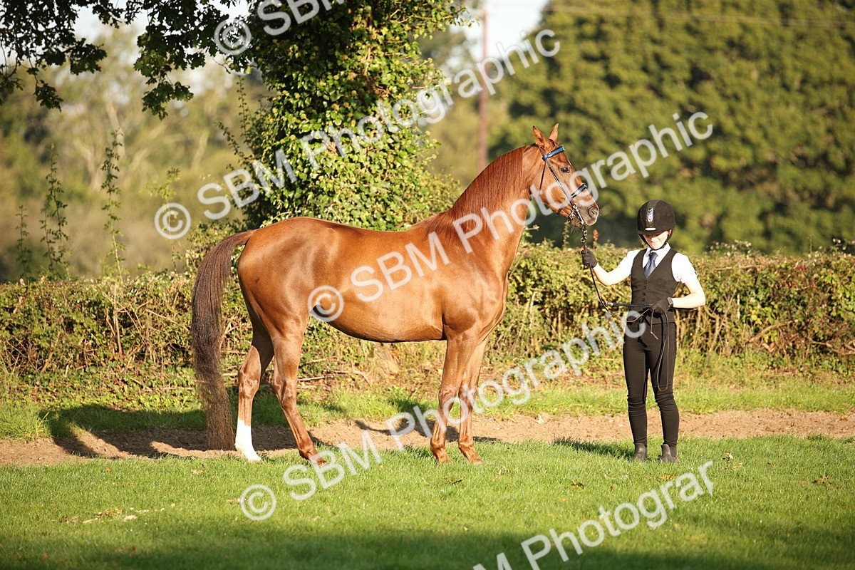 SBM_57540 - S50 - Foreign Breeds In Hand
