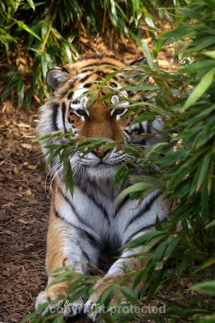 Amur Tiger - Taiga - Big Cats