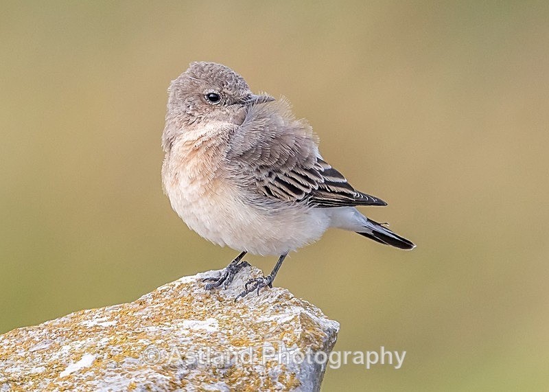 Astland Photography, Bird and Wildlife Images, Susan and Peter Wilson, U.K