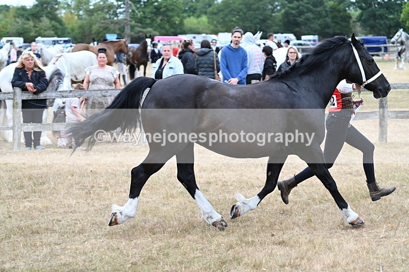 WJ7_8427 - Class 4 Prettiest Mare up to 14.2hh